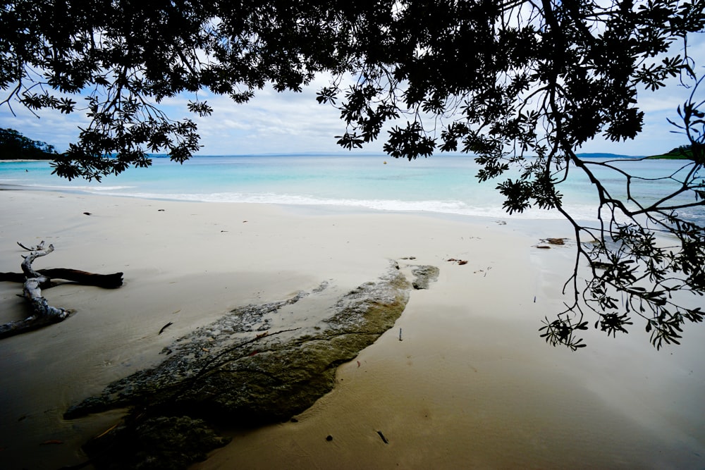 um galho de árvore pendurado sobre uma praia de areia