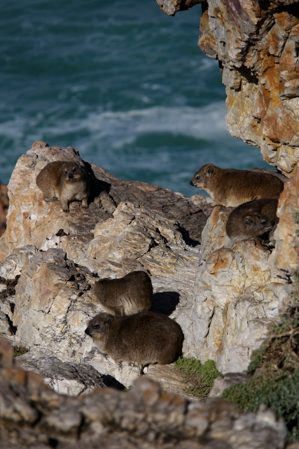 a group of animals that are standing on some rocks