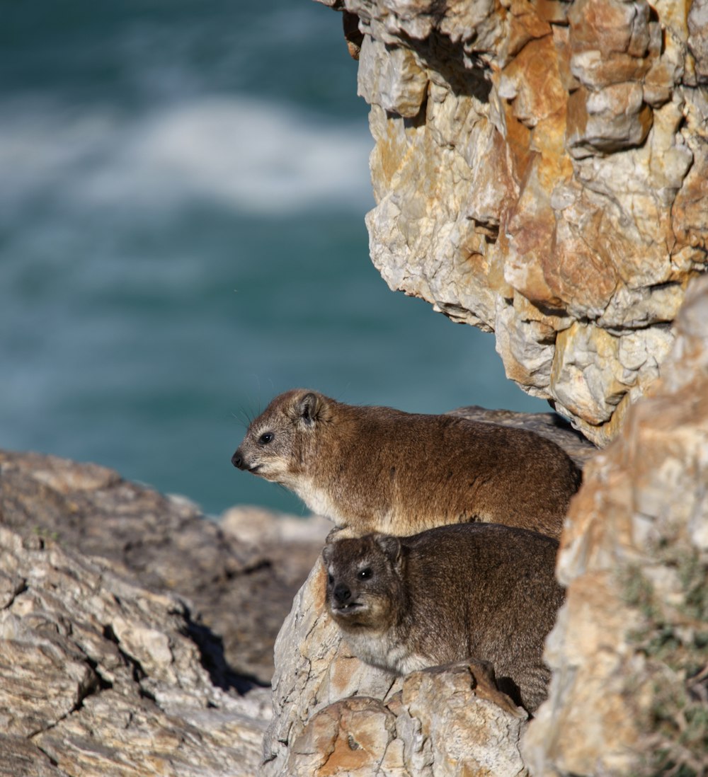 a couple of animals that are standing on some rocks