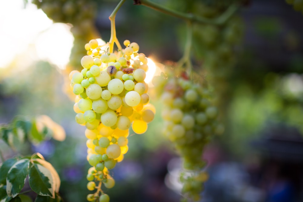 a bunch of grapes hanging from a tree