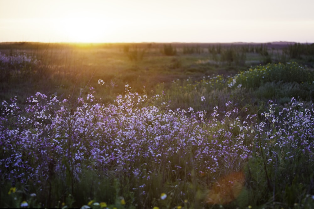 a field of wildflowers with the sun setting in the background