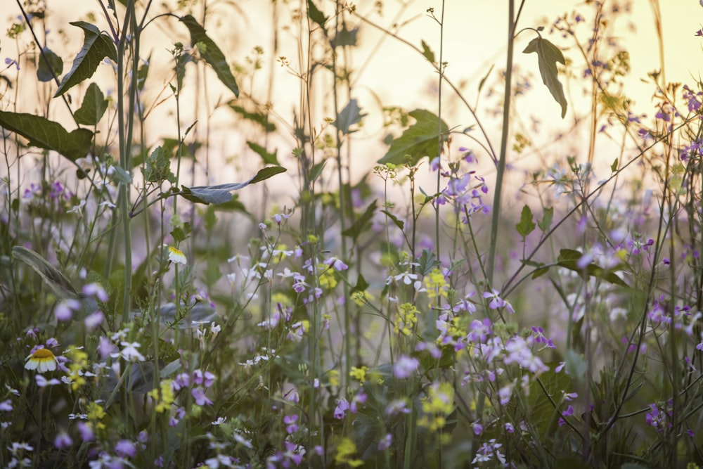 a field full of purple and white flowers