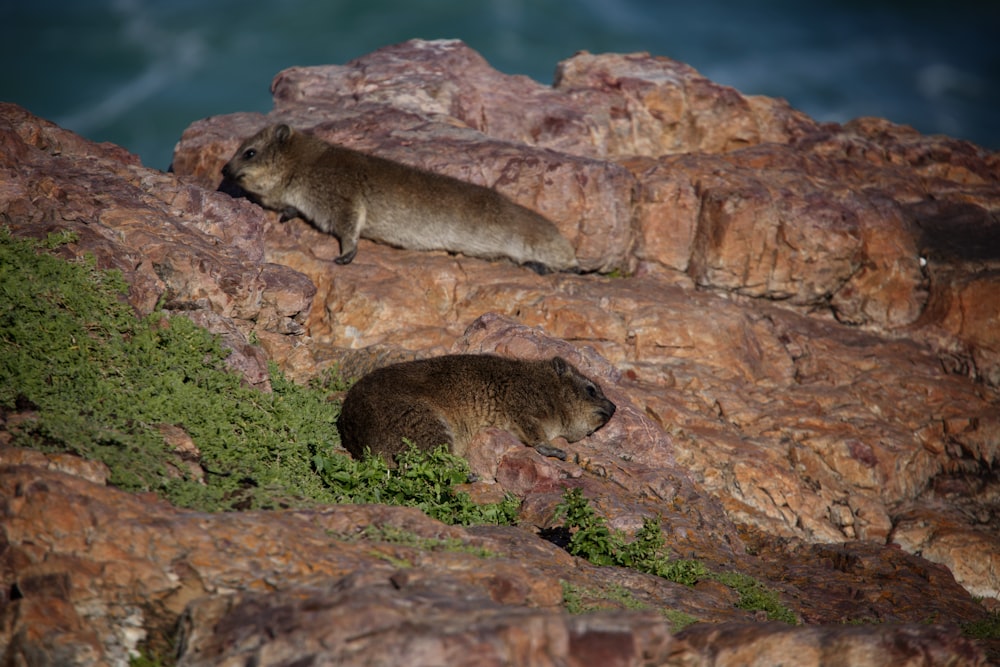 a couple of animals that are on some rocks