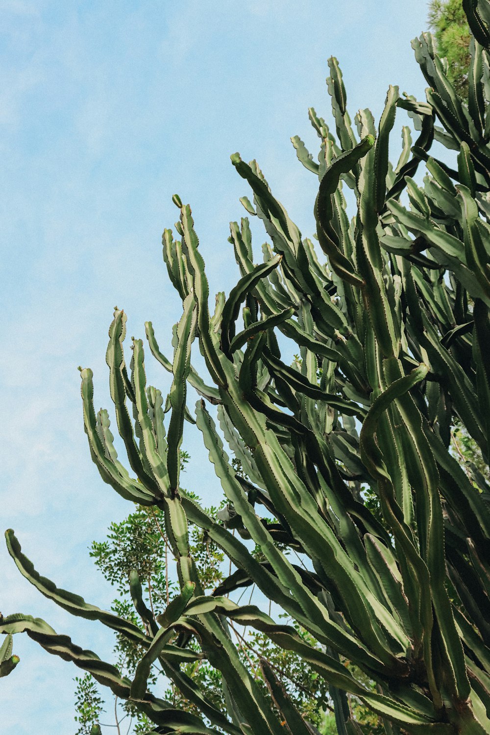 a large cactus tree with lots of green leaves