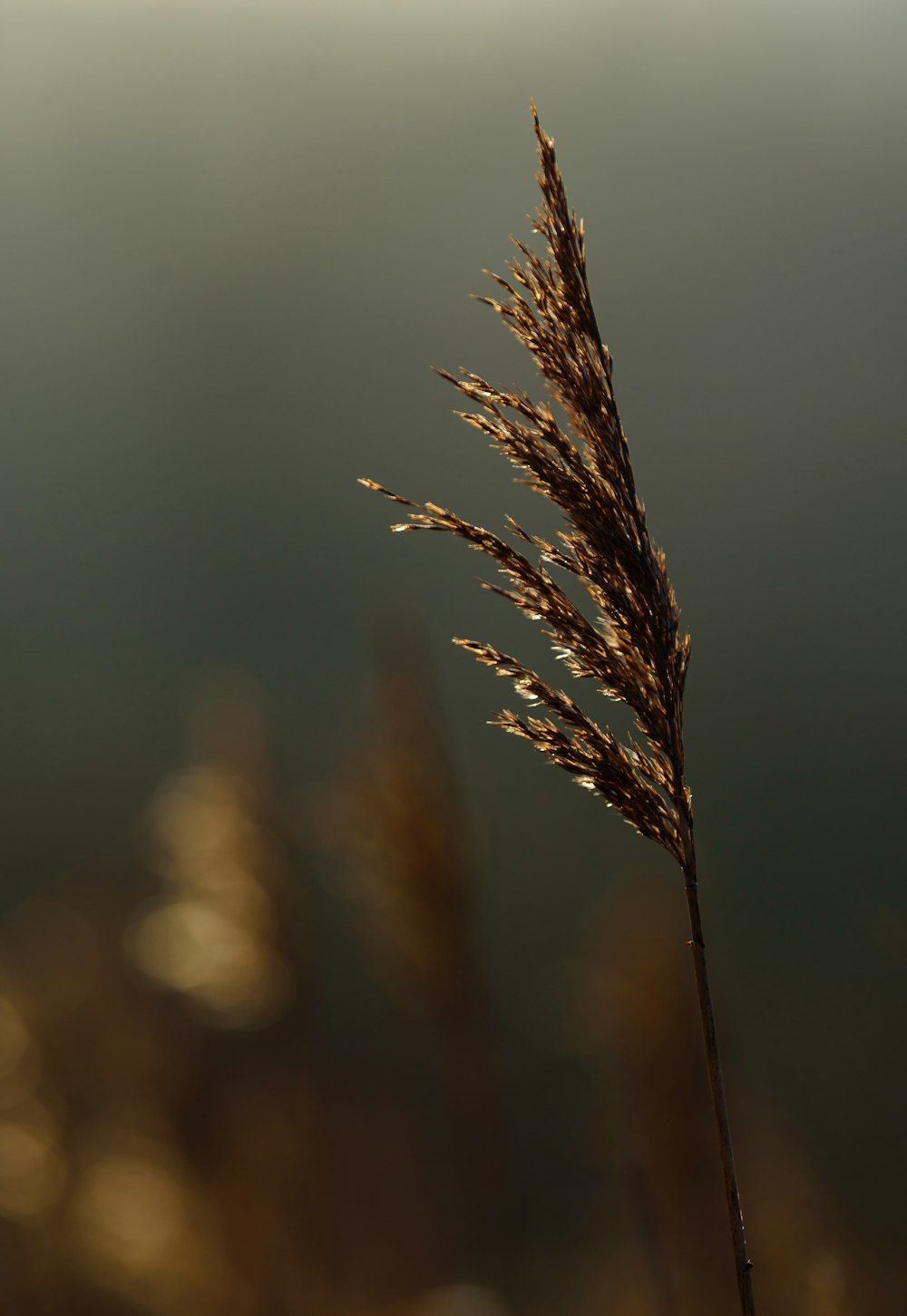 a close up of a plant with a blurry background