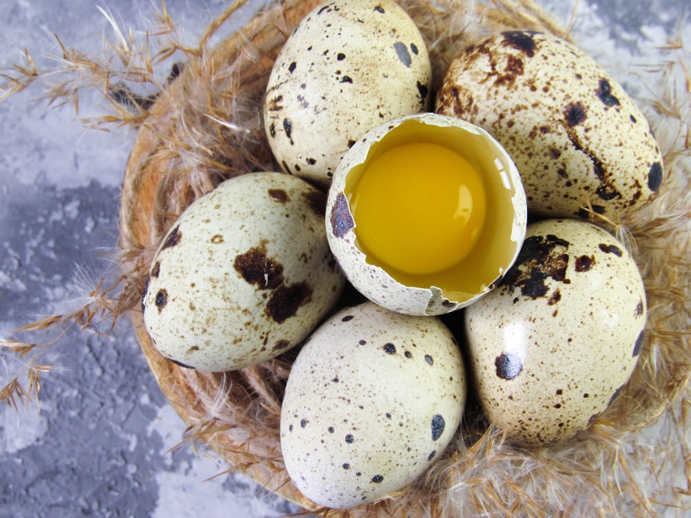 Un nido di quaglie con un uovo in esso