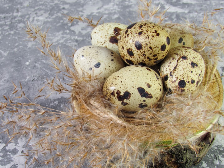 Benefits of quail eggs : get to know them
