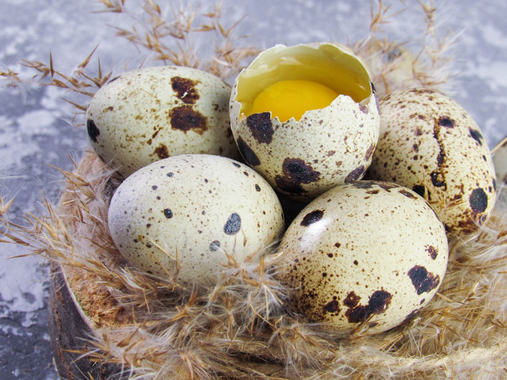 Eine Gruppe von Wachteln sitzt in einem Nest mit einem Ei darin
