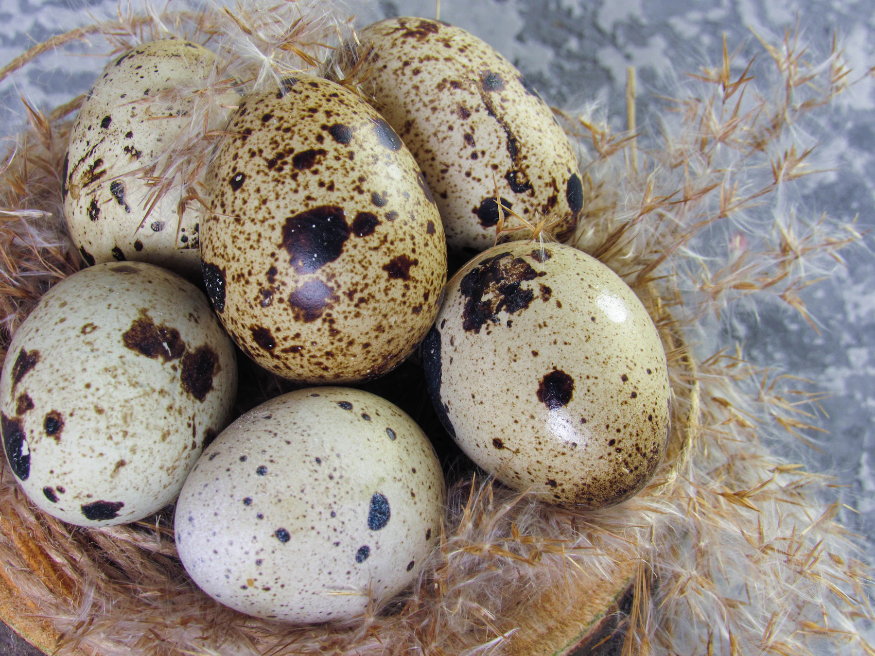 Speckled quail eggs piled in a nest of dry grass