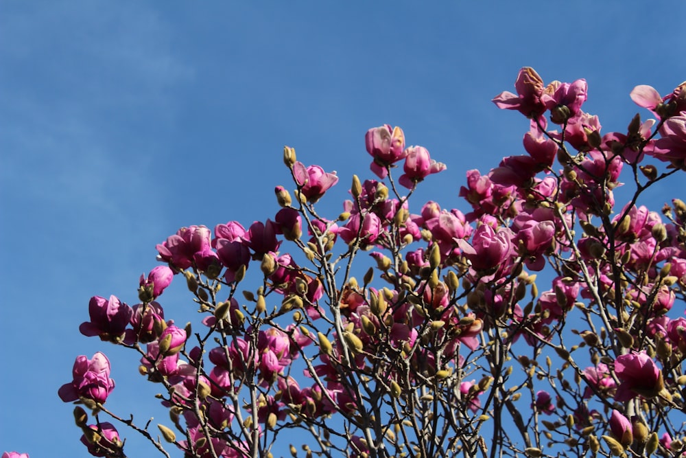 a tree with purple flowers against a blue sky