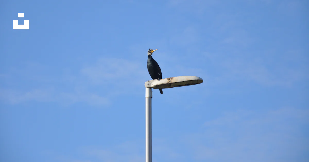 Foto Un P jaro Sentado Encima De Un Poste De Luz Imagen Fauna foto-un-p-jaro-sentado-encima-de-un-poste-de-luz-imagen-fauna