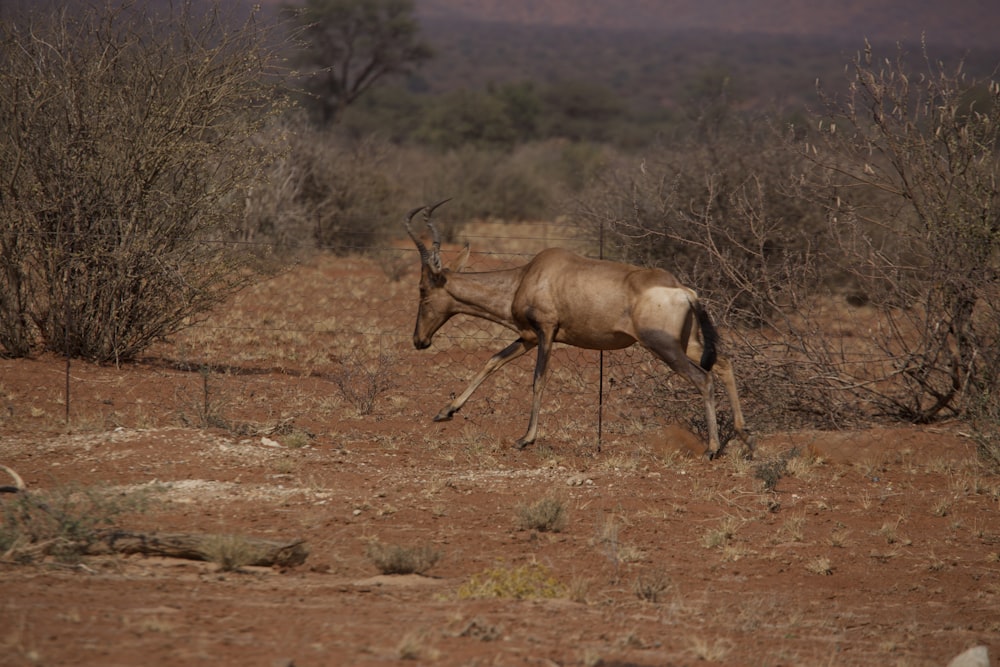 an antelope running through the brush in the wild