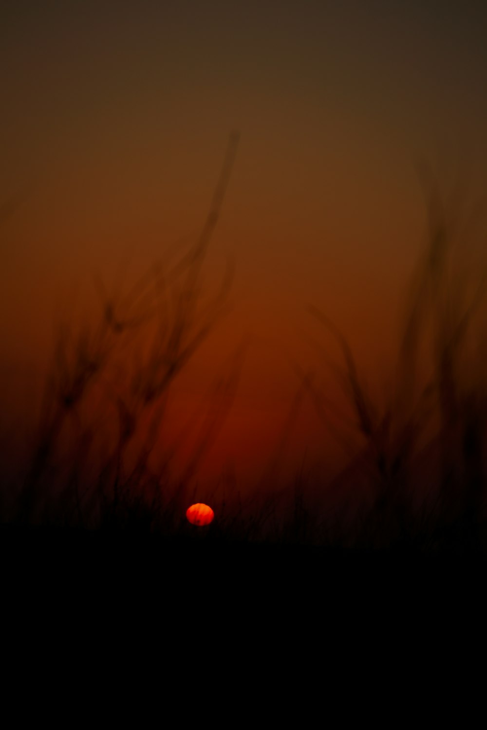 Il sole sta tramontando su un campo di erba alta