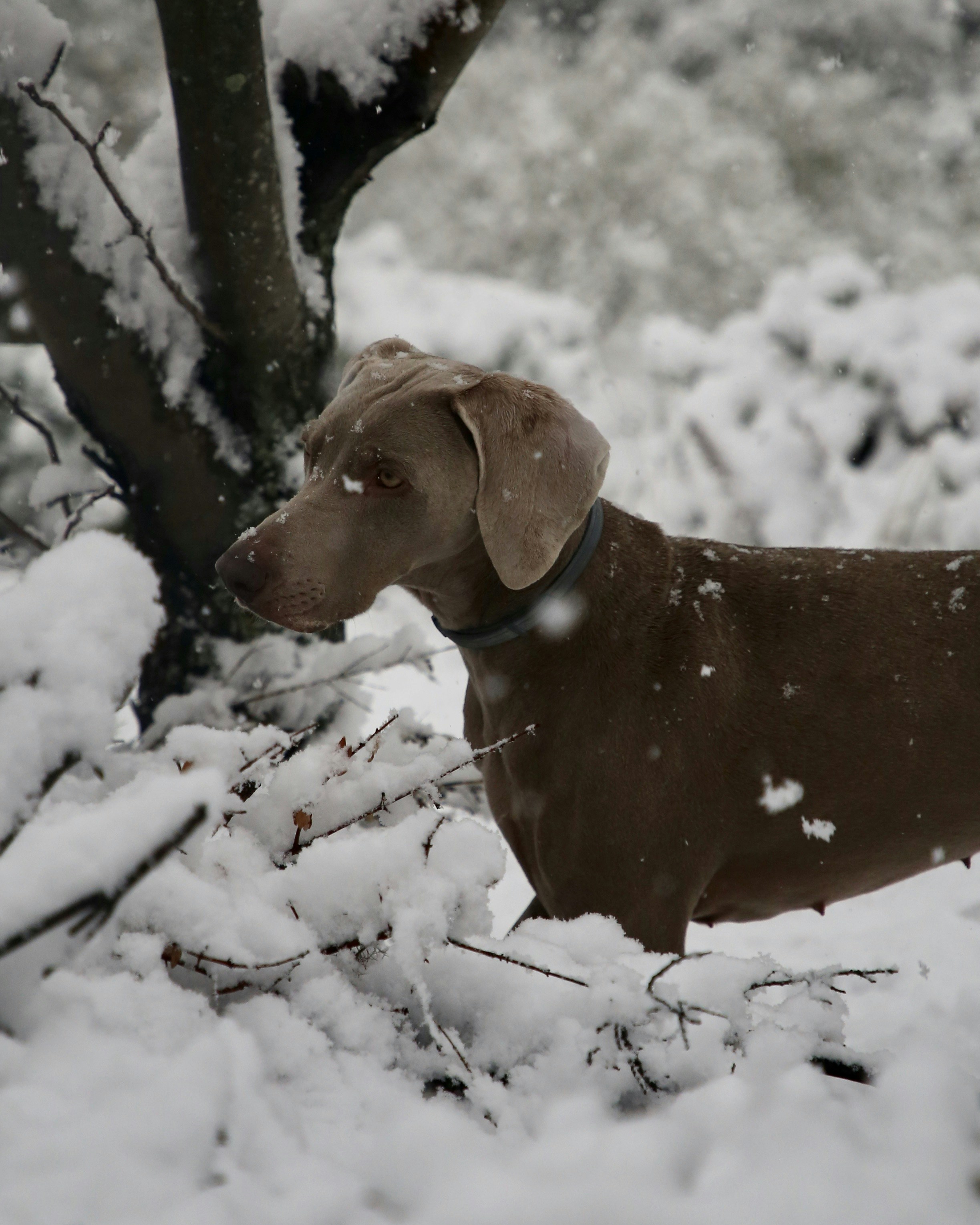 un chien debout dans la neige à côté d’un arbre