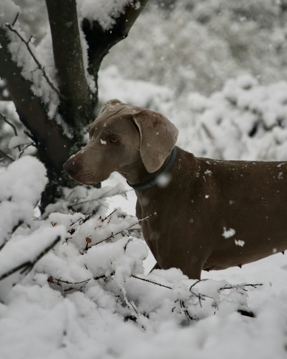 a dog standing in the snow next to a tree