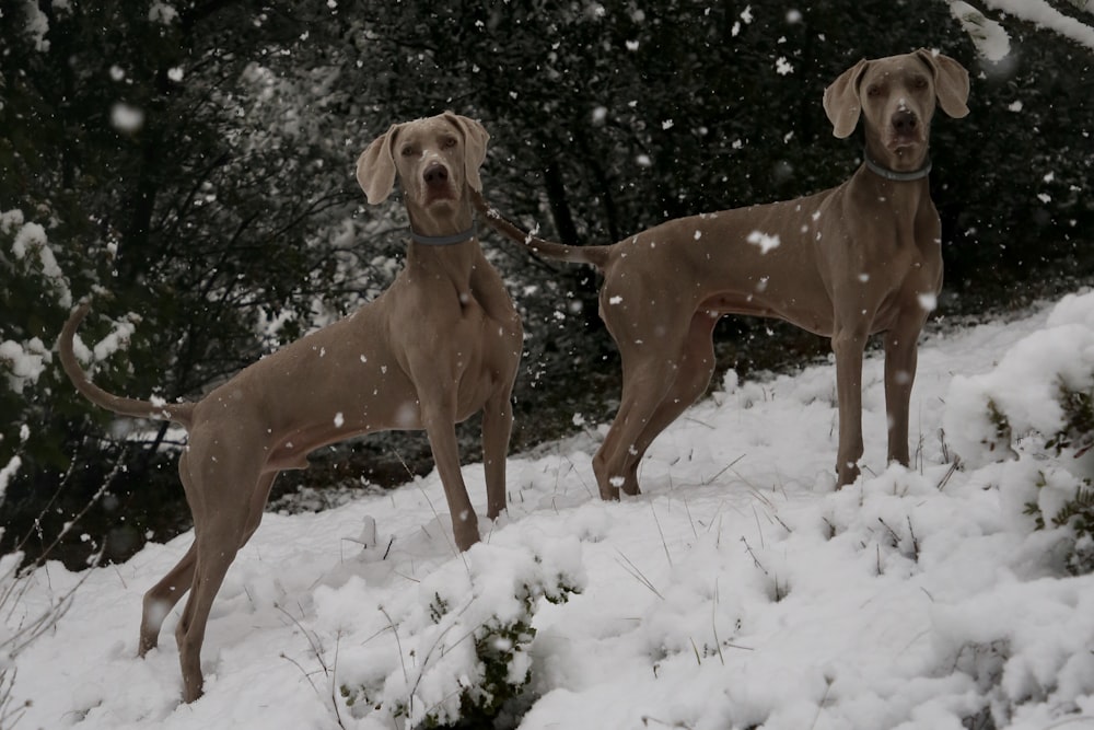 two dogs standing in the snow with trees in the background