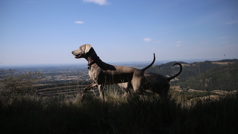 a dog standing on top of a grass covered hillside
