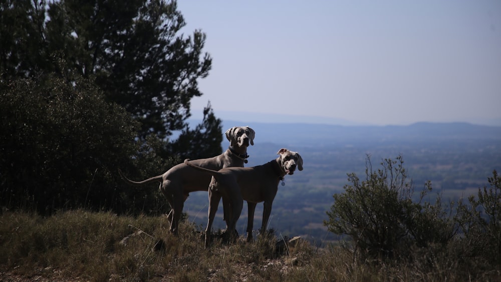 a couple of dogs standing on top of a grass covered hillside