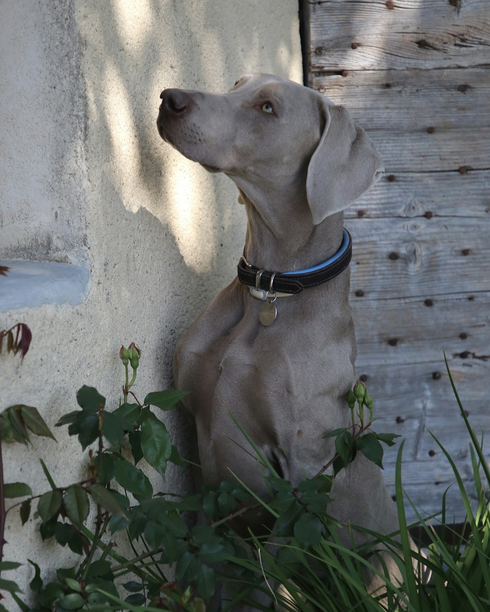 a dog sitting on the ground next to a wall