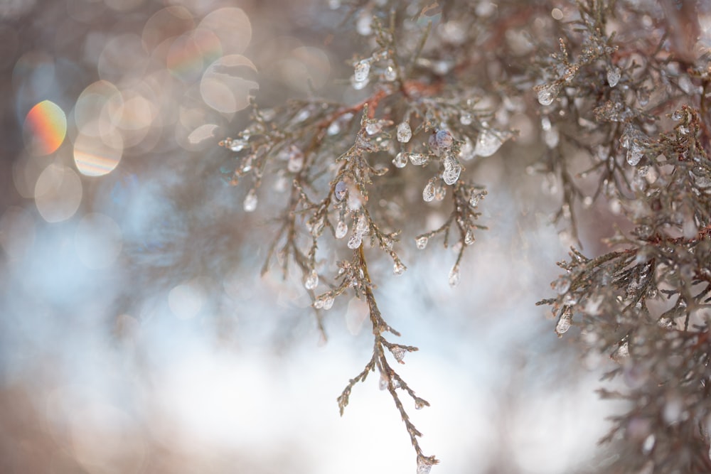 a close up of a tree branch with drops of water on it