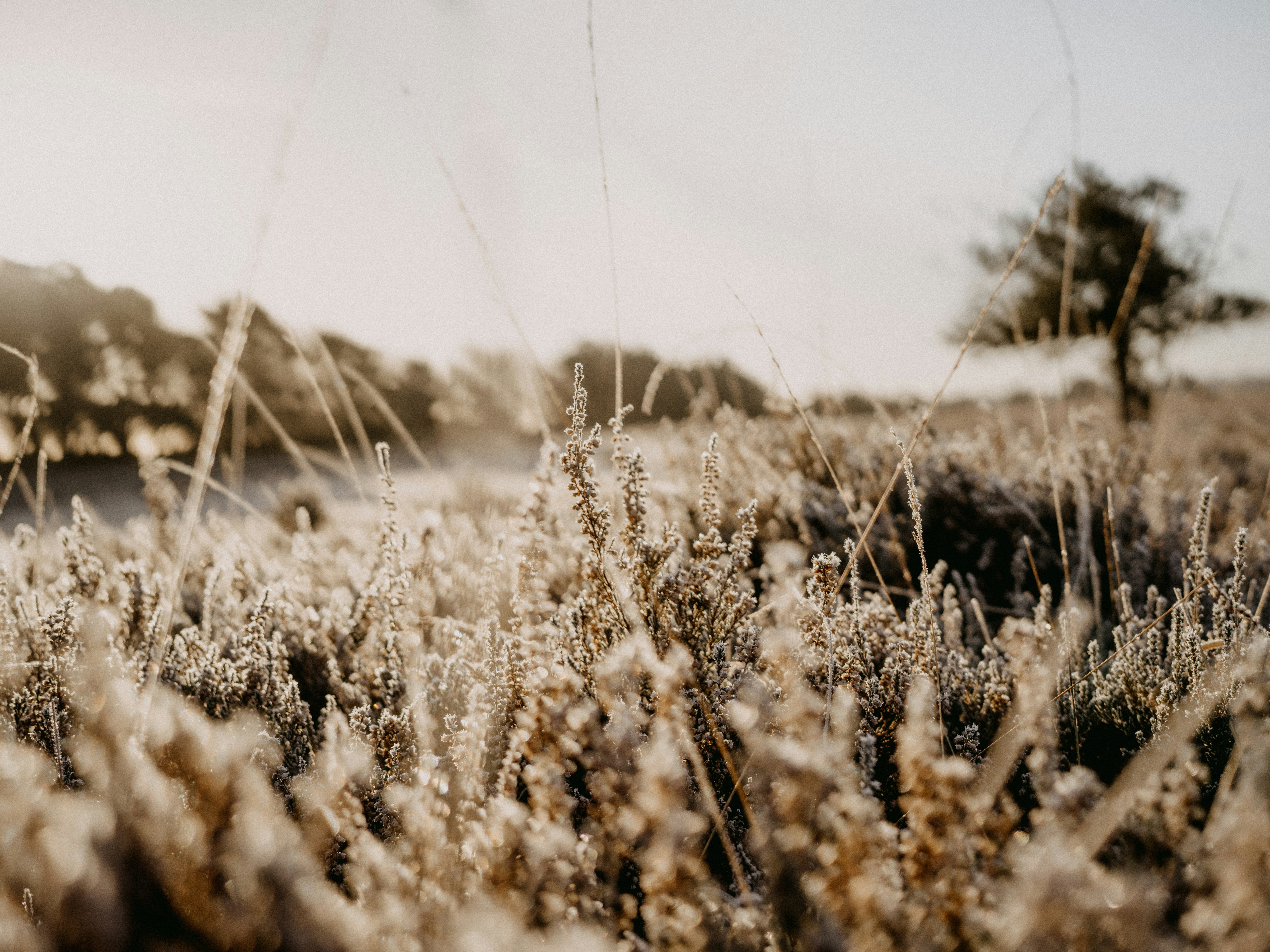 Photo by anniespratt