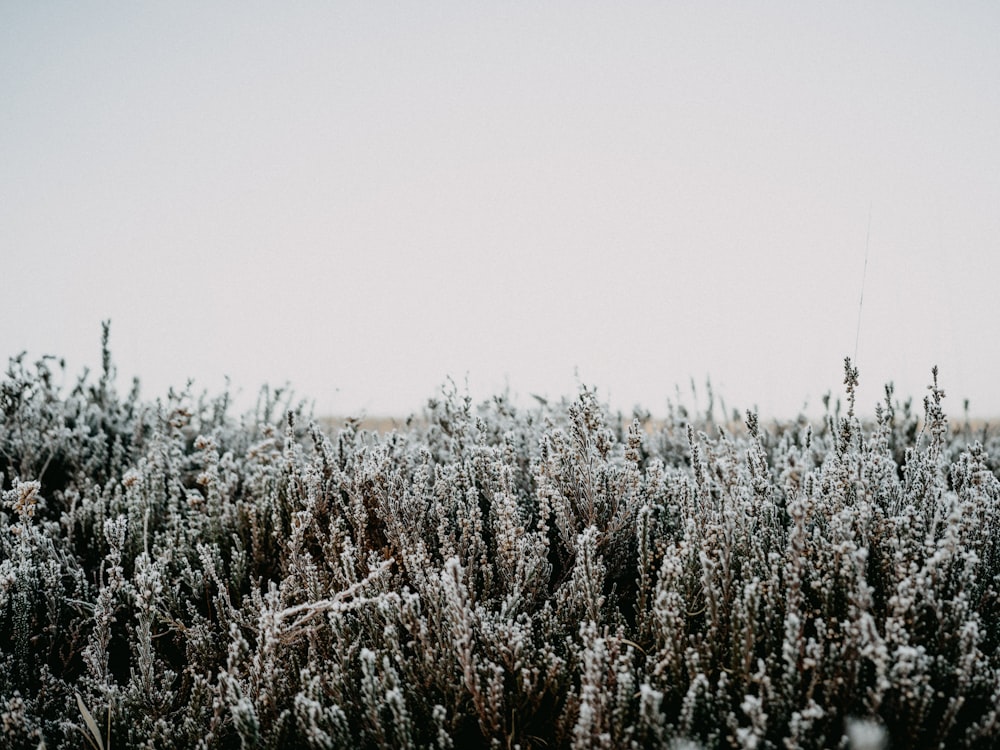 a field of tall grass covered in snow