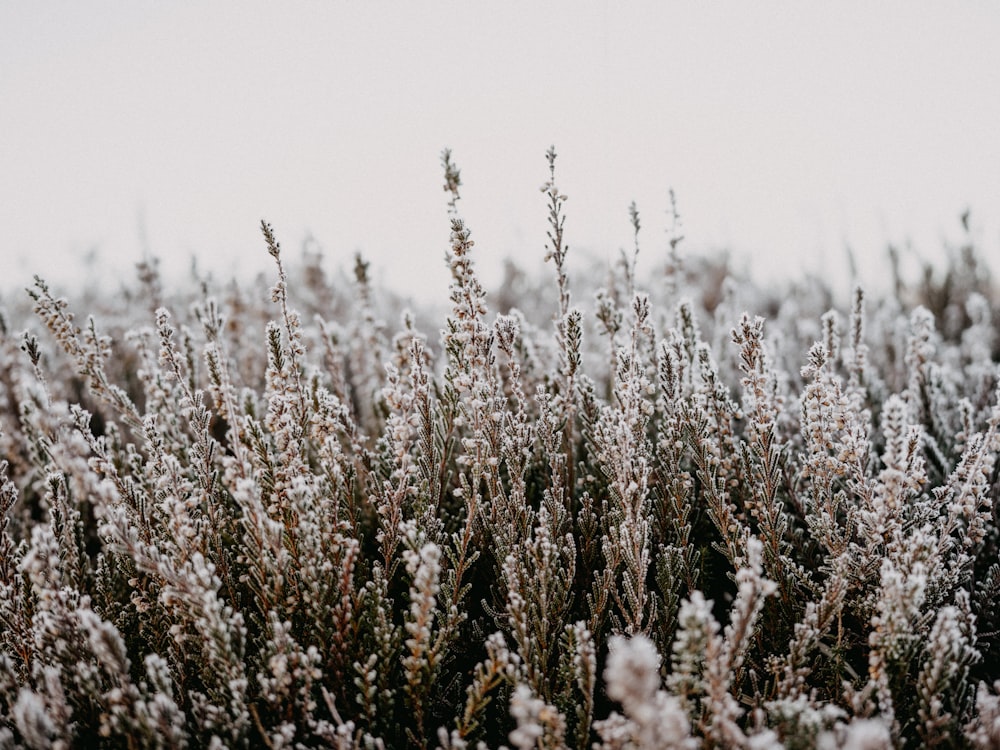 a bunch of plants that are covered in snow