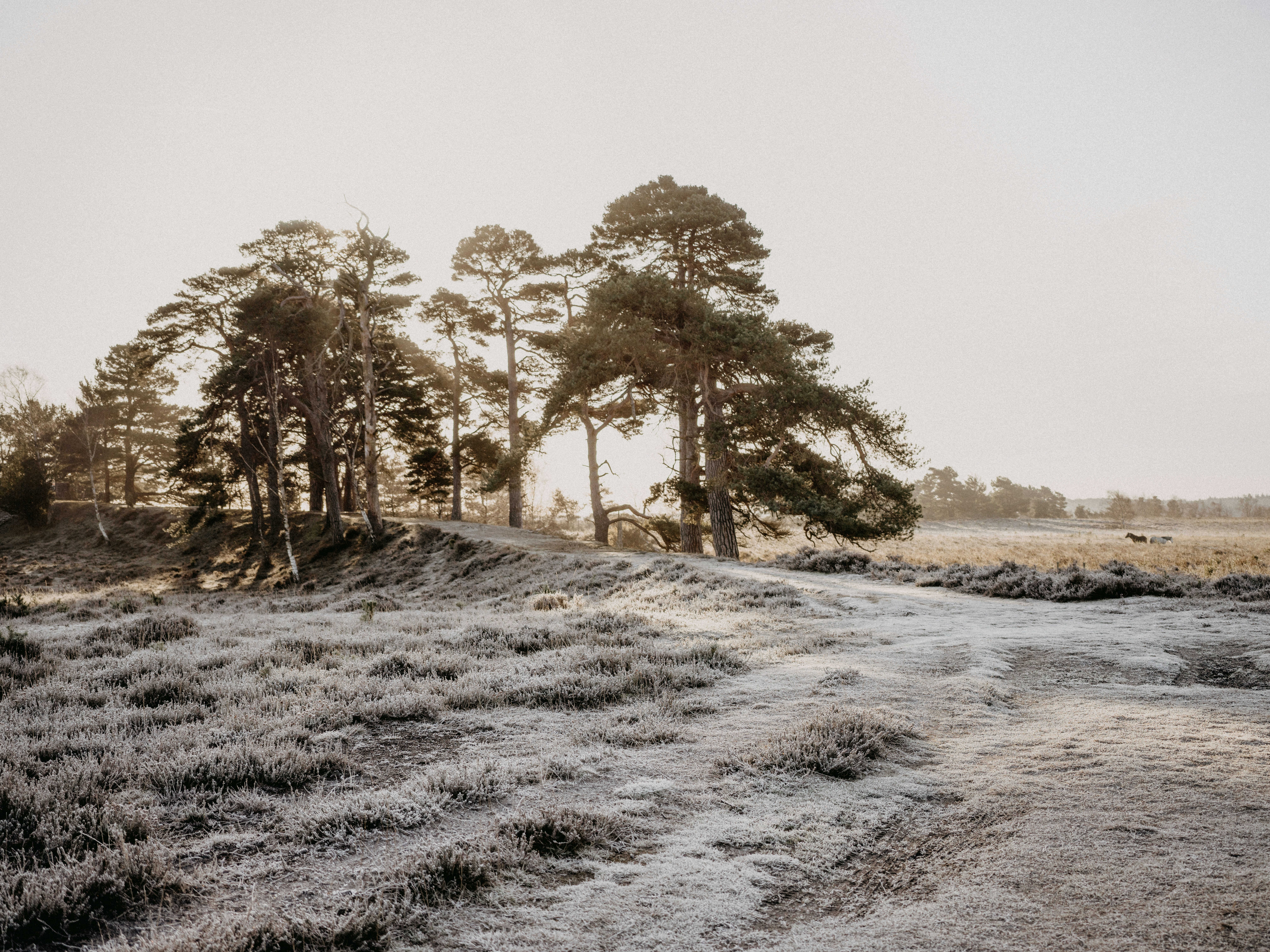 Photo by anniespratt