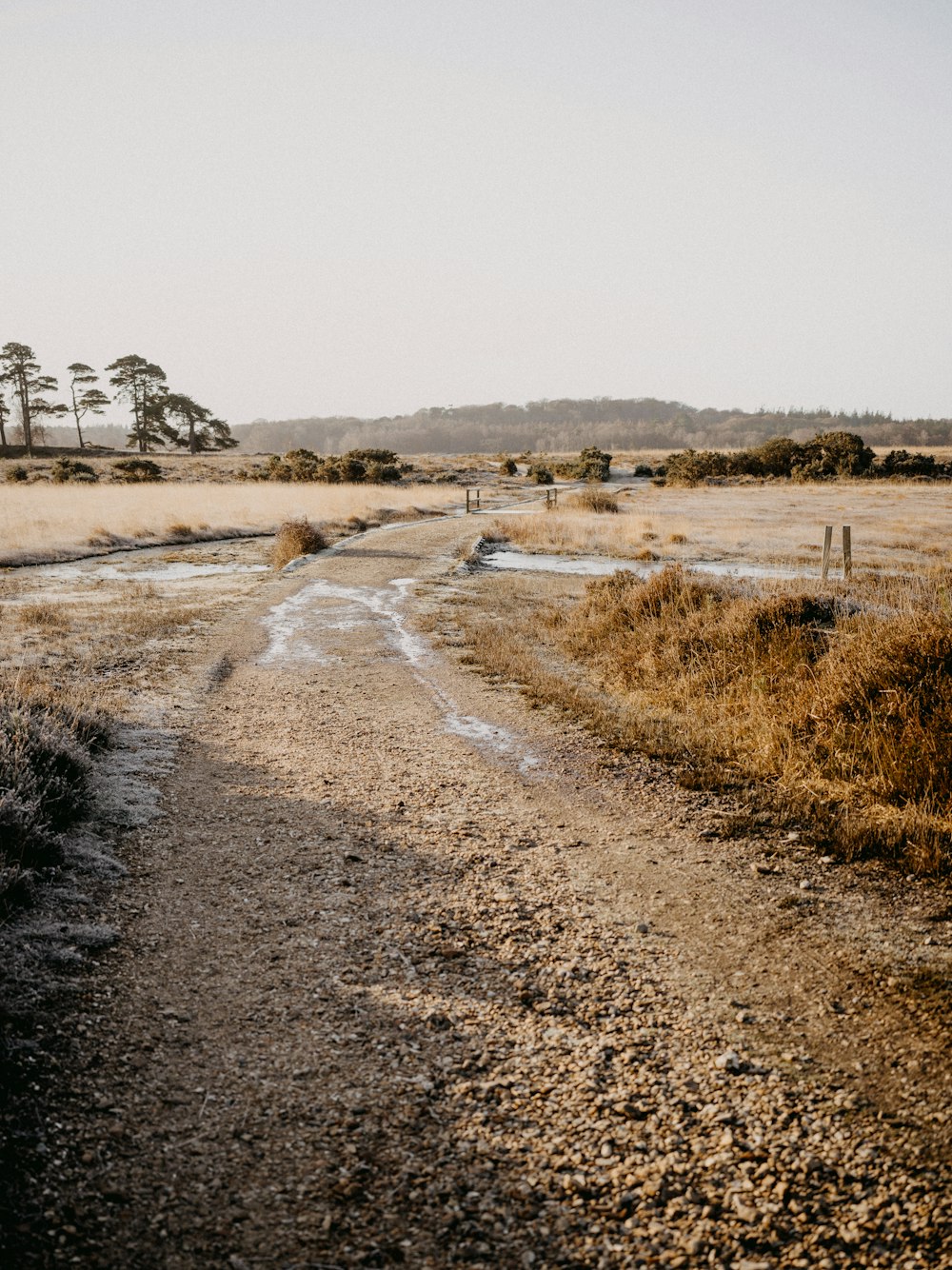 a dirt road in a field with trees in the background