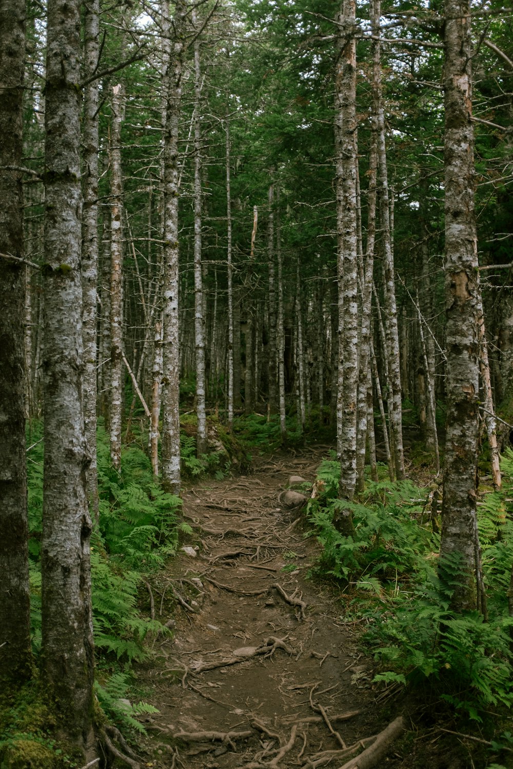 un sentiero nel bosco con tanti alberi