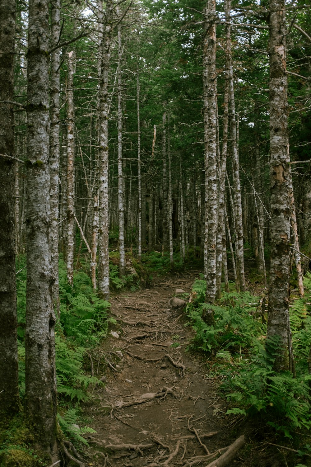 Ein Wanderweg im Wald mit vielen Bäumen