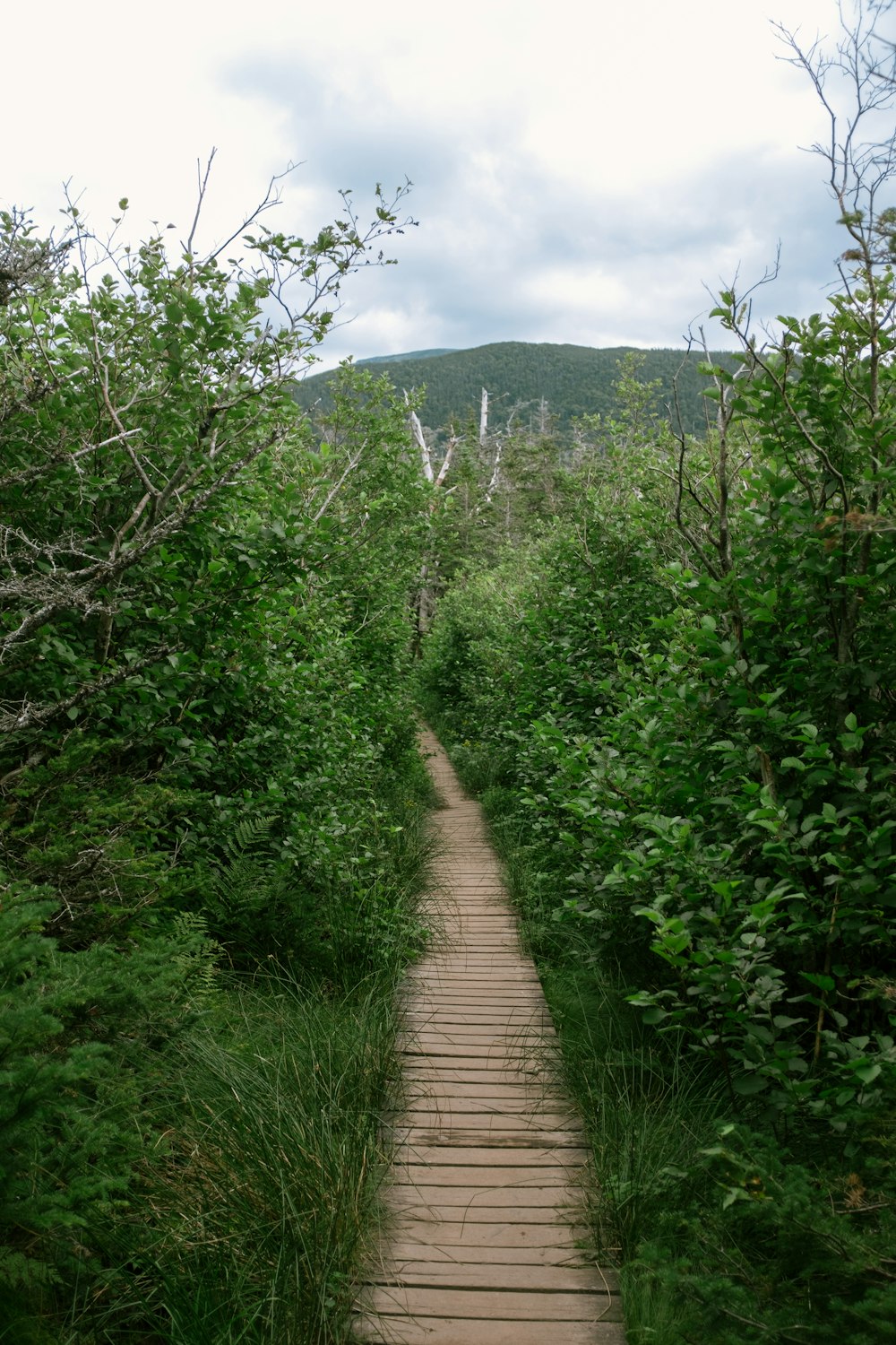 a wooden path in the middle of a forest