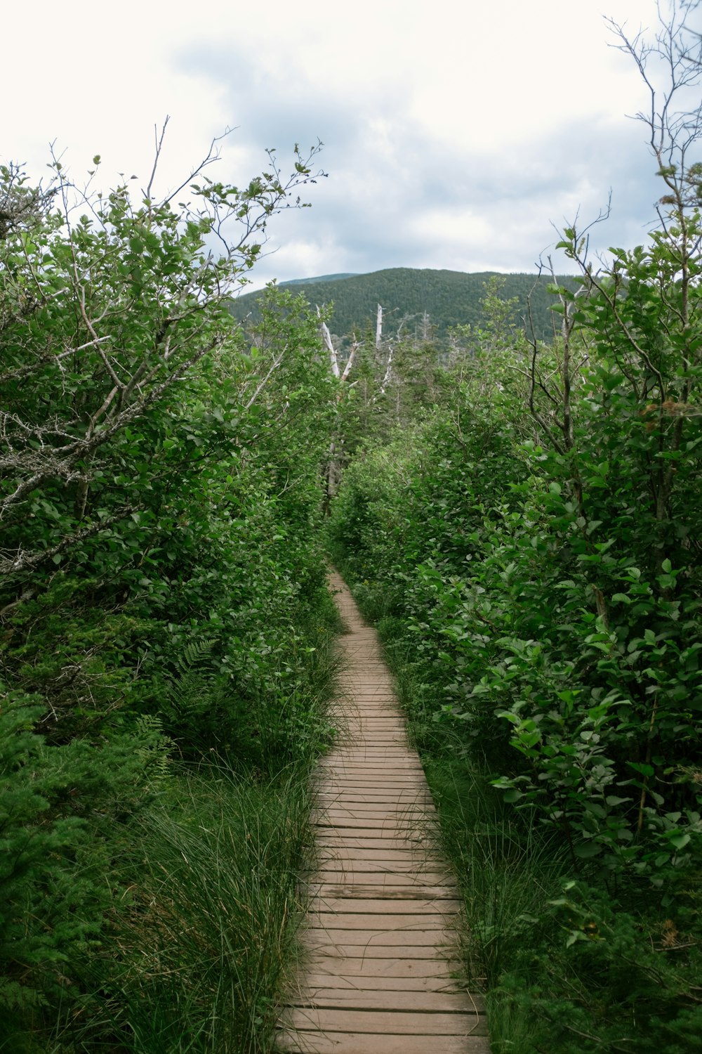 um caminho de madeira no meio de uma floresta