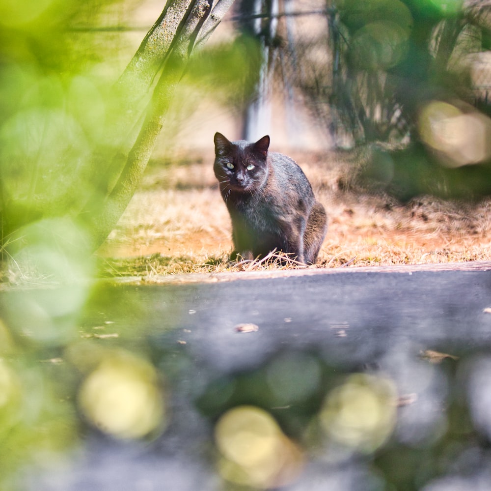 a cat sitting on the ground in the grass