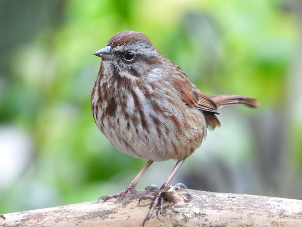 a small bird sitting on top of a tree branch