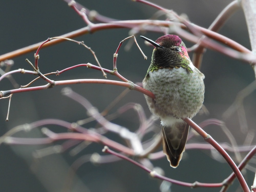 Ein Kolibri sitzt auf einem Ast eines Baumes