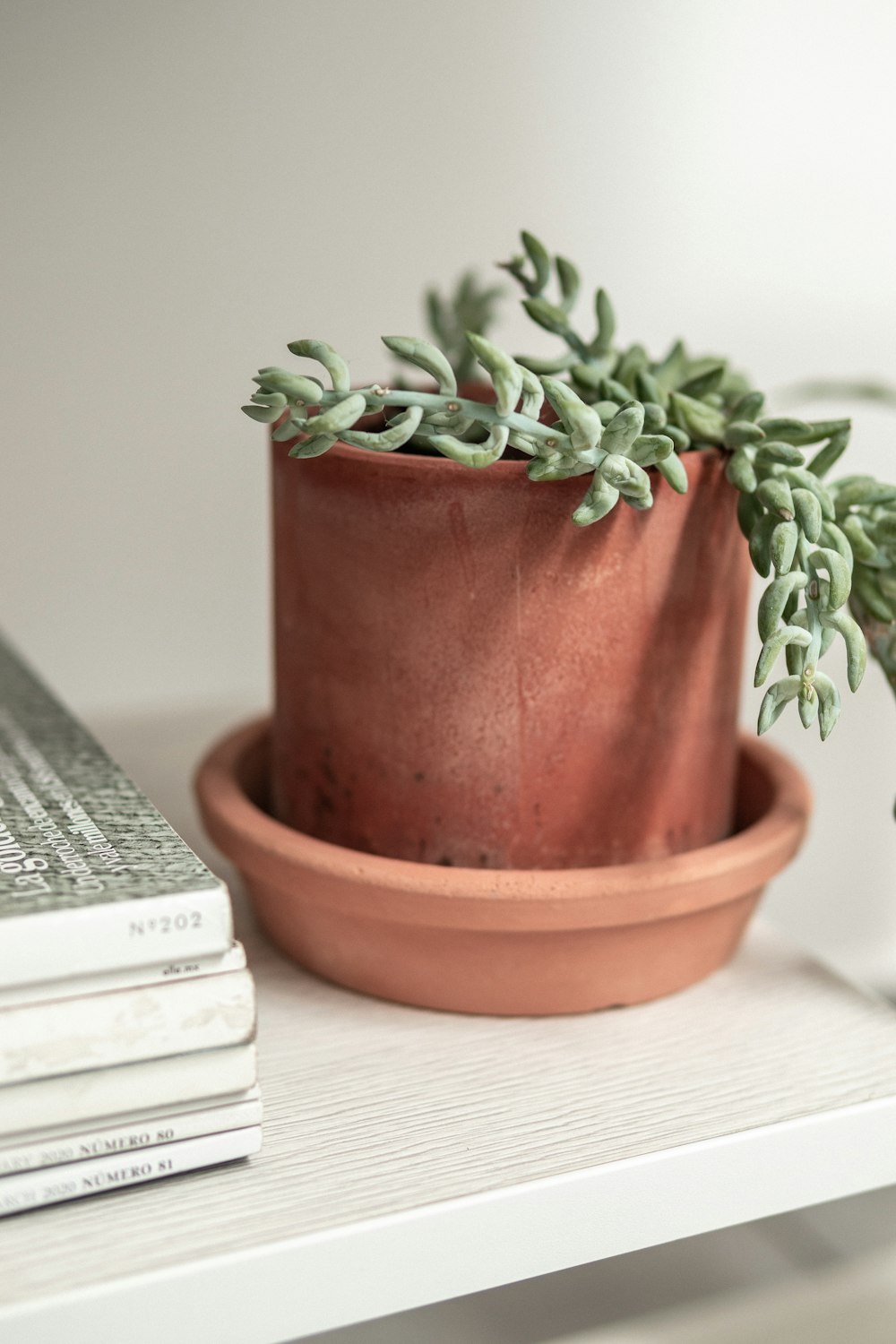 um vaso de plantas sentado em uma mesa ao lado de uma pilha de livros