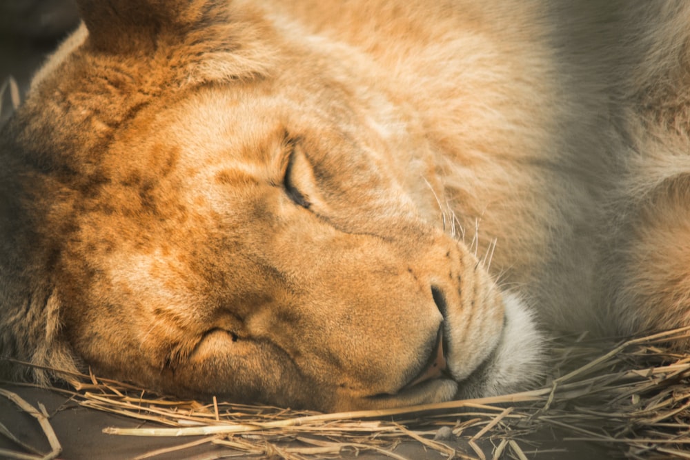 a close up of a lion laying on a bed of hay
