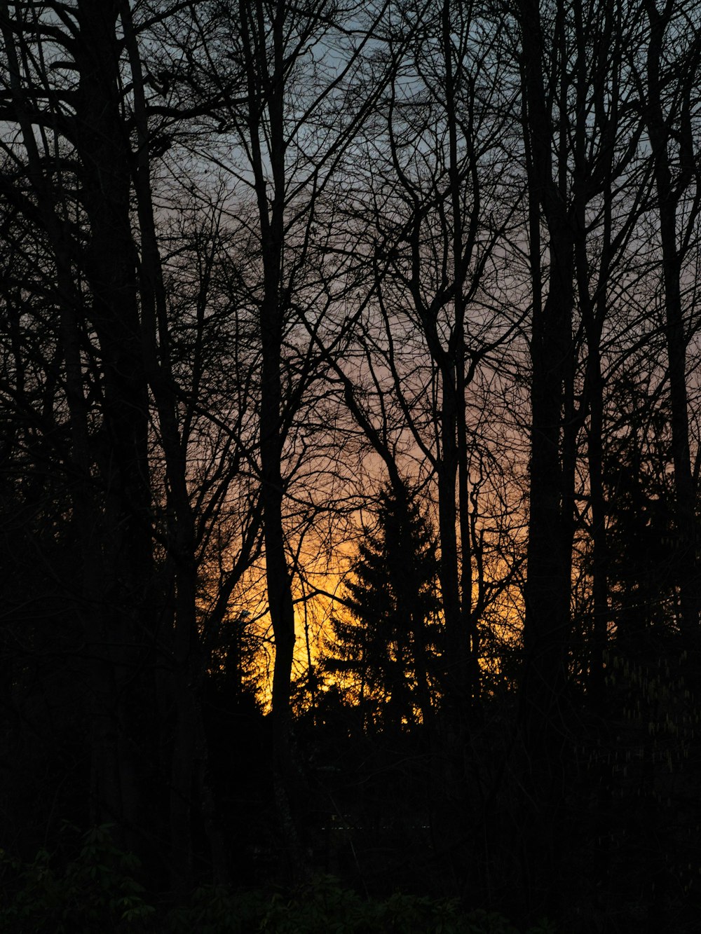 Die Sonne geht hinter einigen Bäumen unter