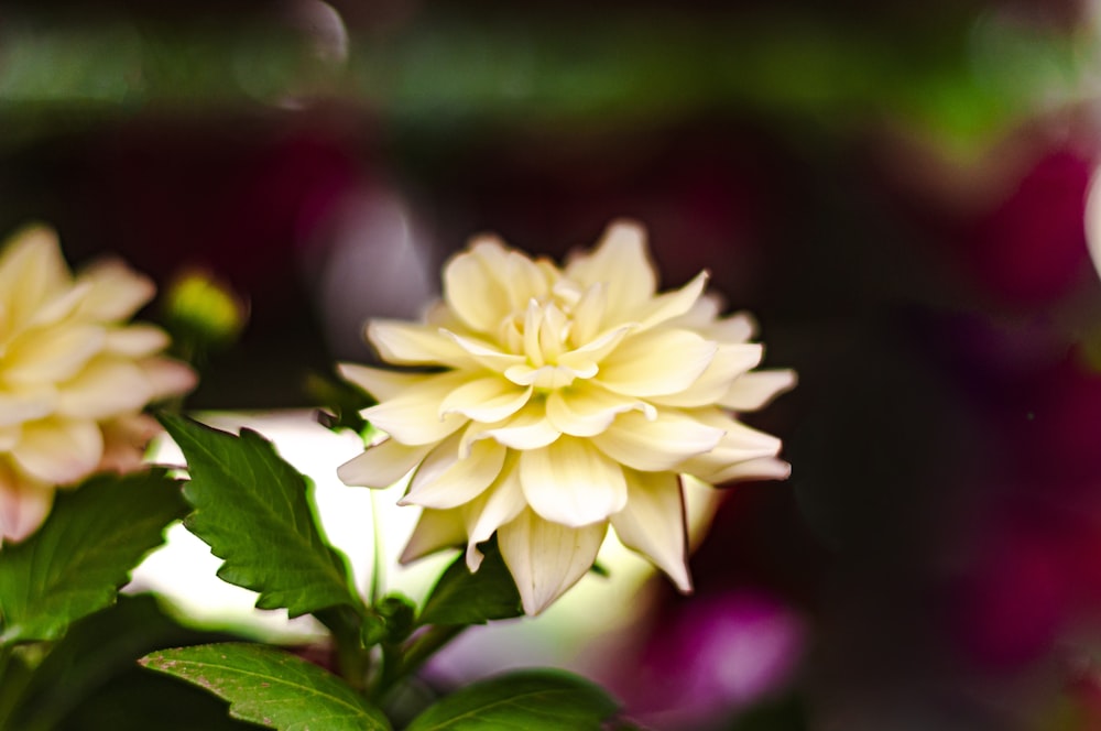 a close up of a yellow flower with green leaves