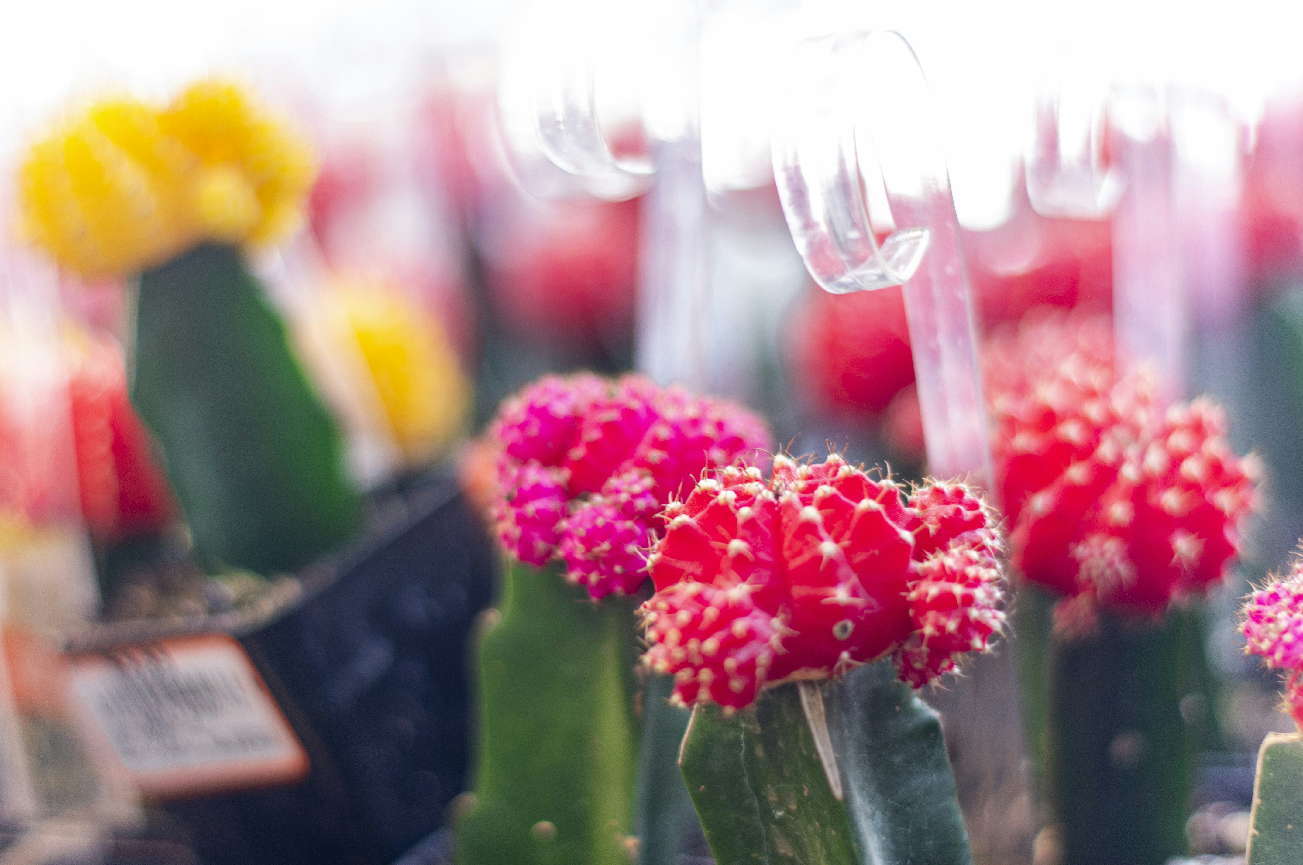 Colorful Grafted Cactus