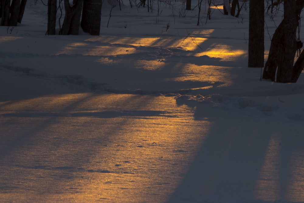 the sun is shining through the trees in the snow