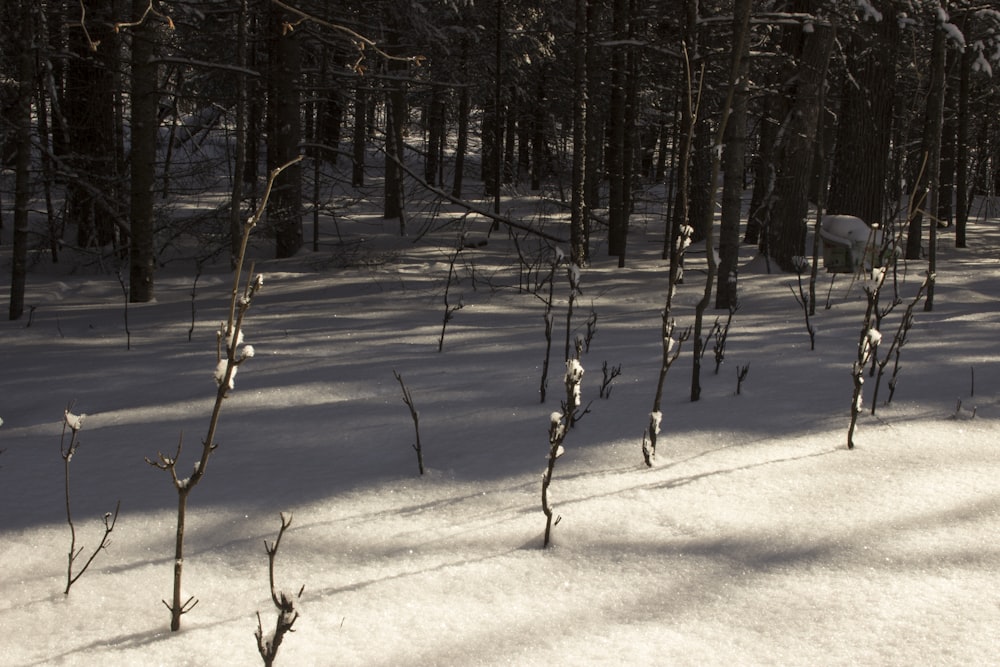 a person riding skis down a snow covered slope