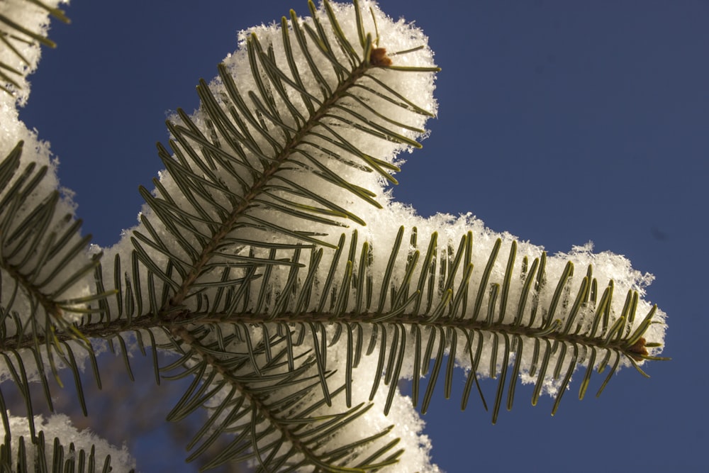 a close up of a pine tree branch with snow on it