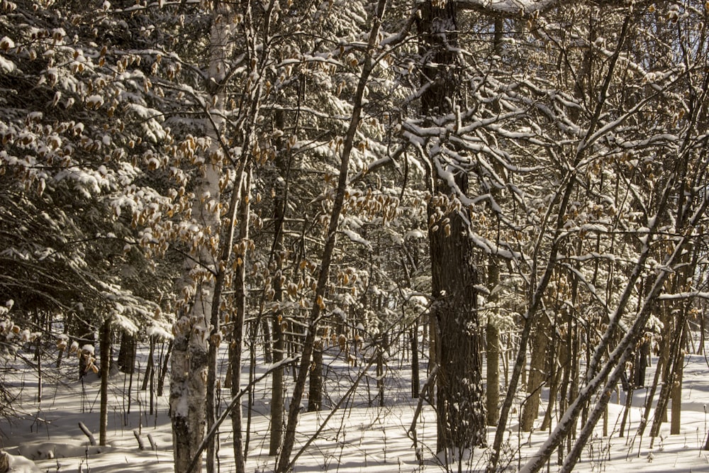 a forest filled with lots of trees covered in snow