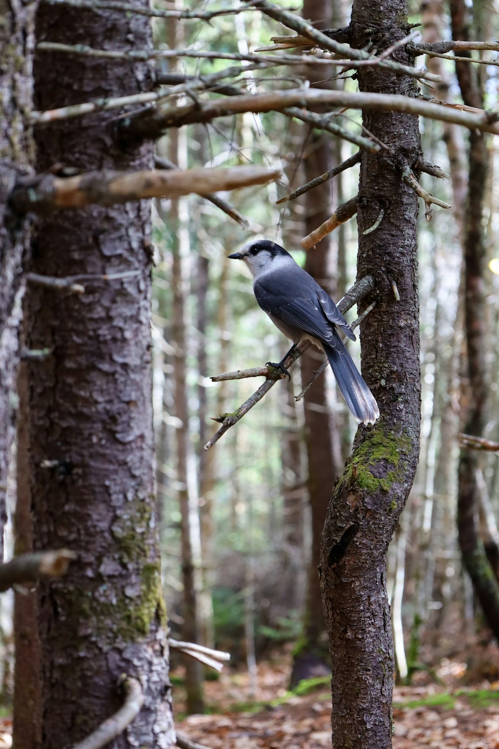 a bird perched on a tree branch in a forest