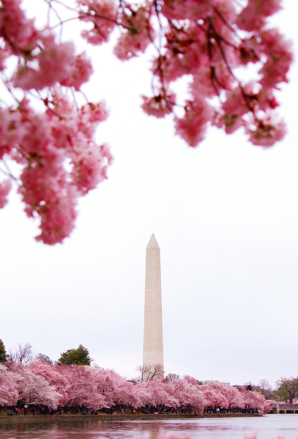 the washington monument is surrounded by cherry blossoms
