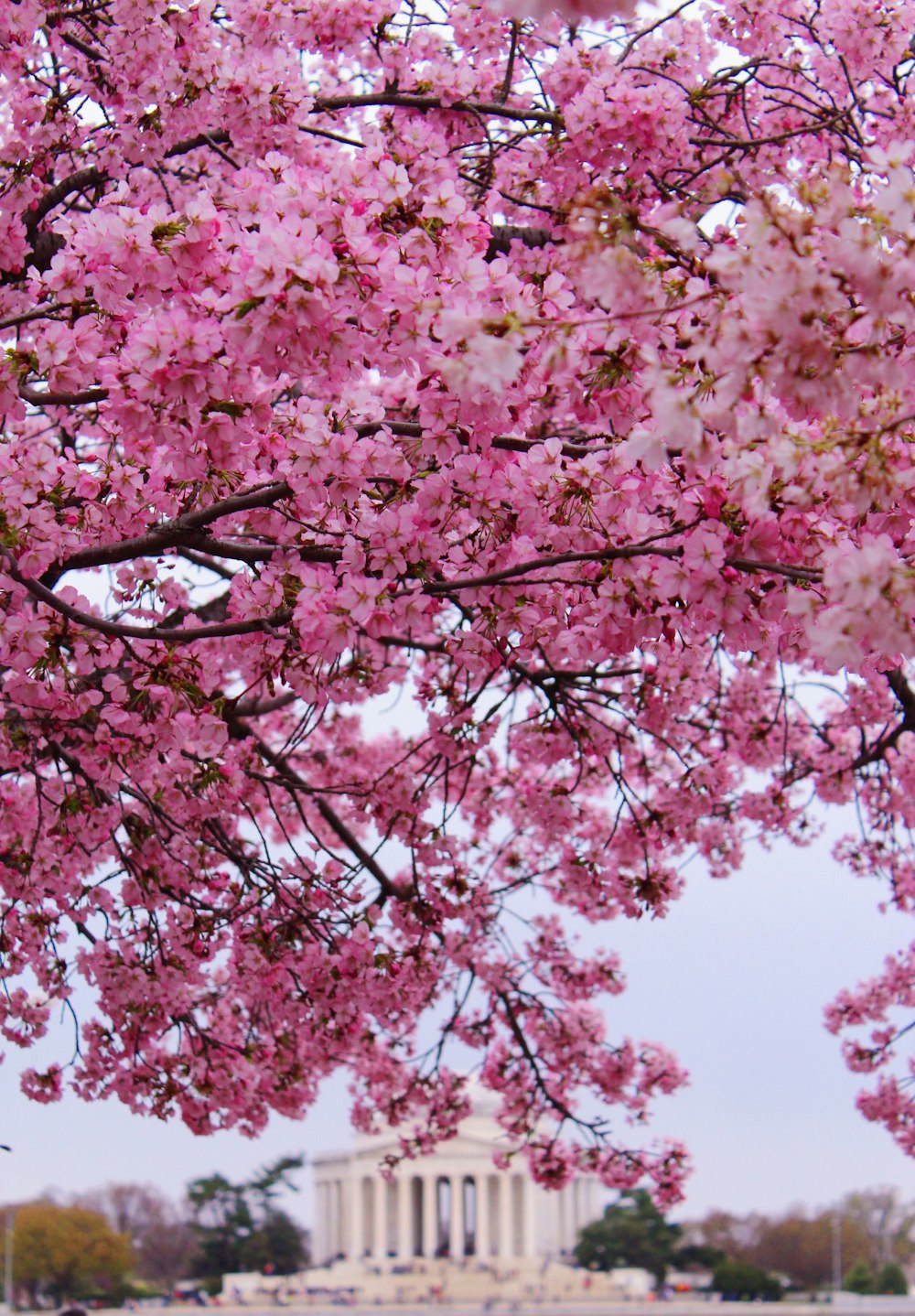 a tree with pink flowers in front of a monument
