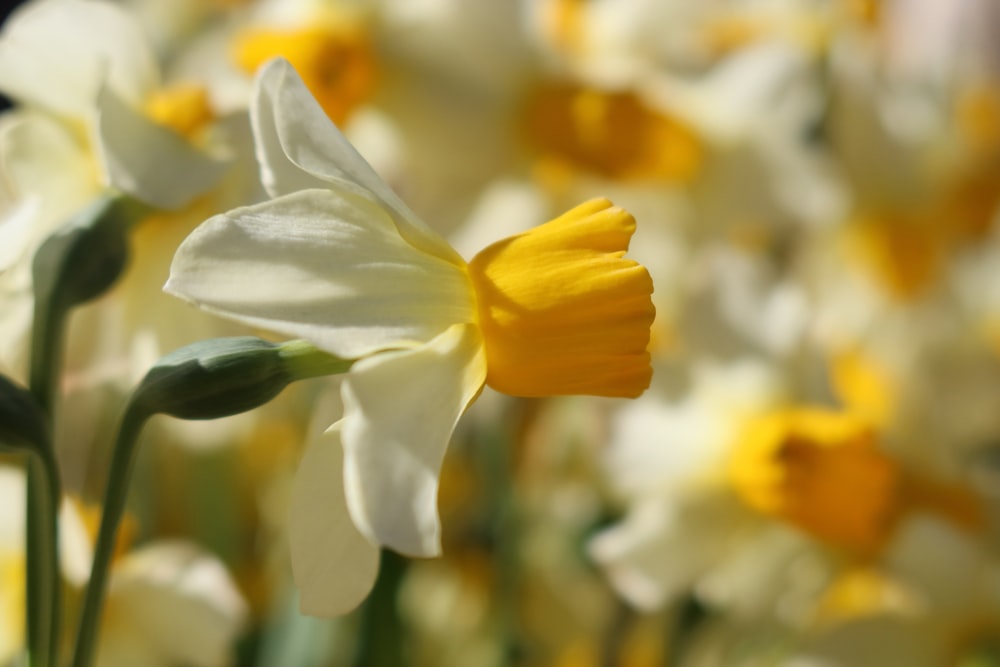 a bunch of white and yellow flowers in a vase