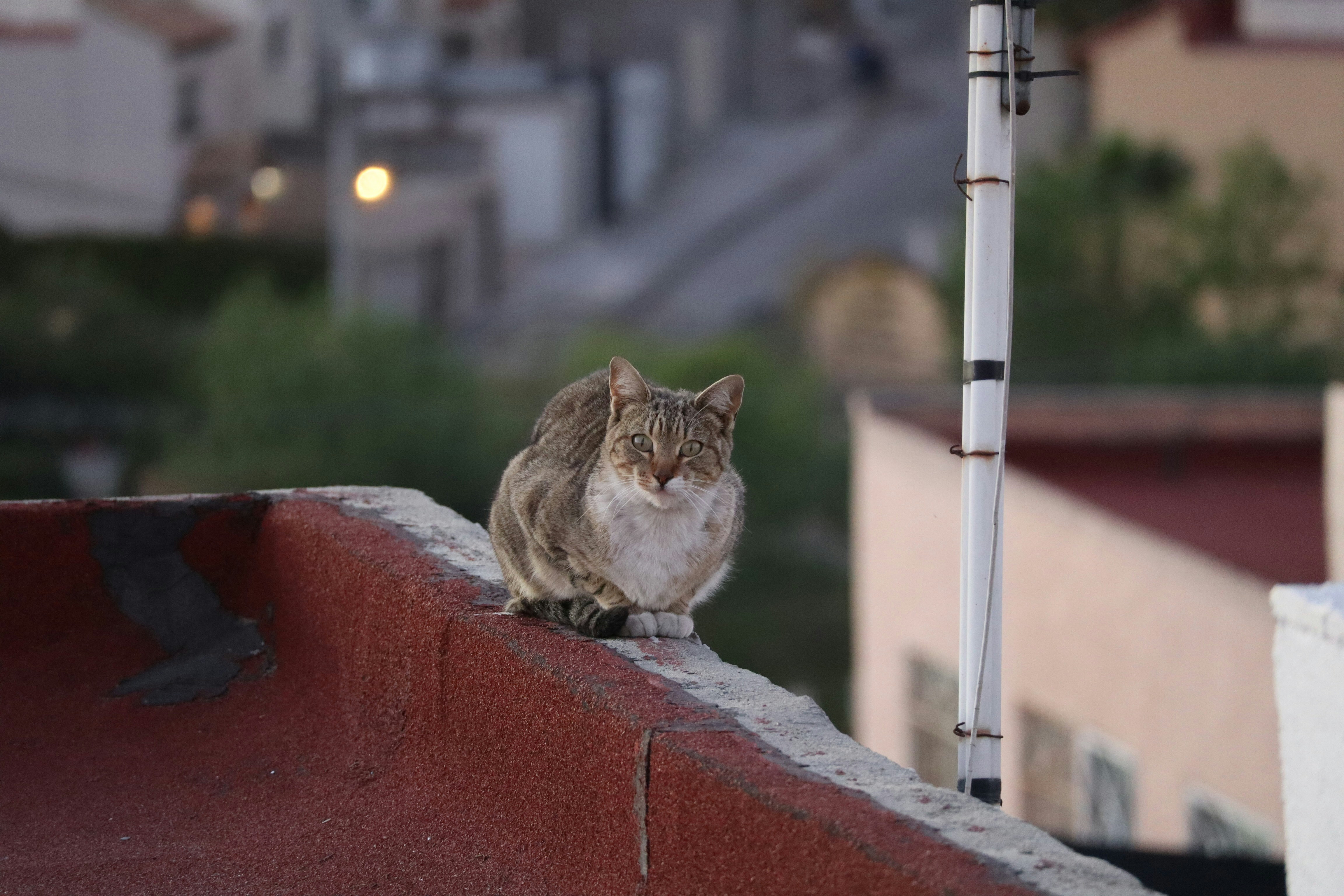 Instincts from Wild Ancestors (image credits: unsplash)